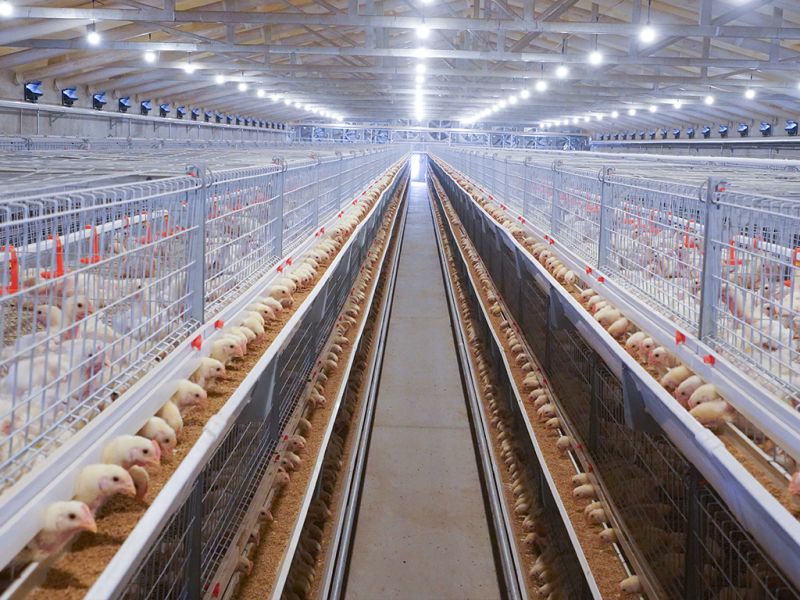 使用肉雞養(yǎng)殖設備要做好維護工作！
